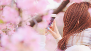 桜に取り囲まれた場所でスマホのカメラを構える女の子